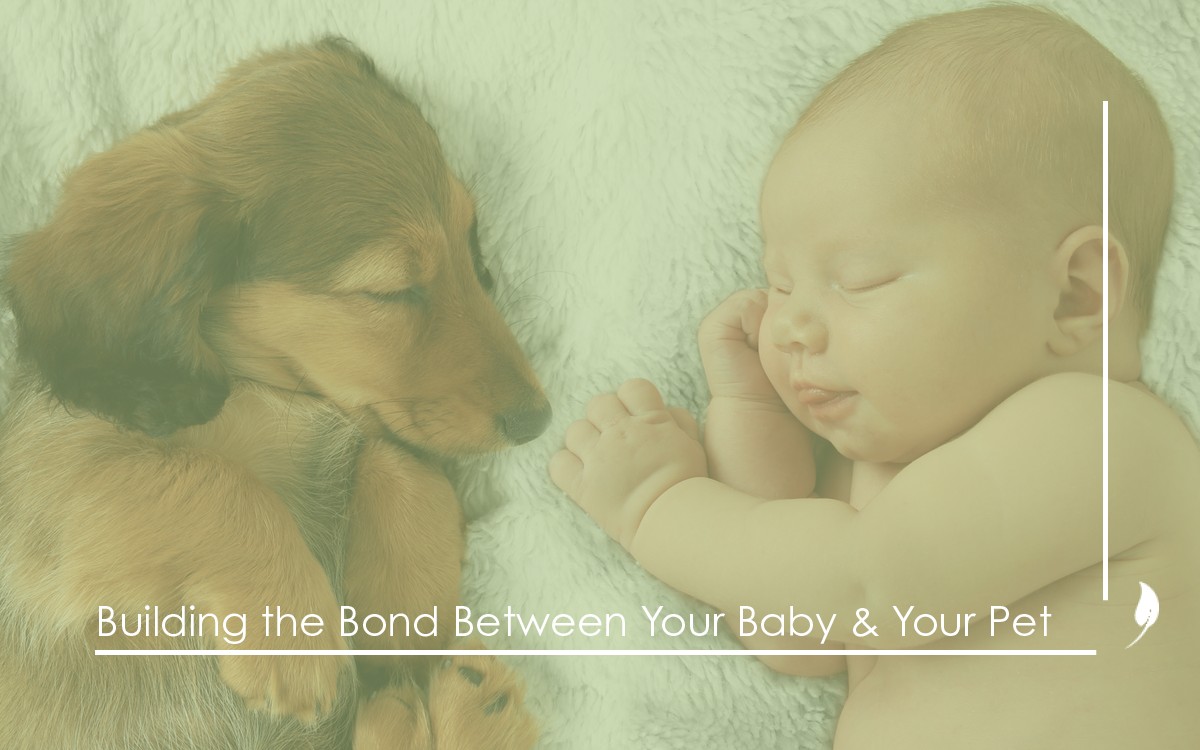 BCSO Blog Graphic building the bond between your baby _ your pet